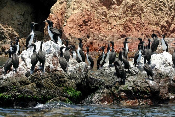 Morning: Ballestas Island tour from Paracas with entrances - Key Points