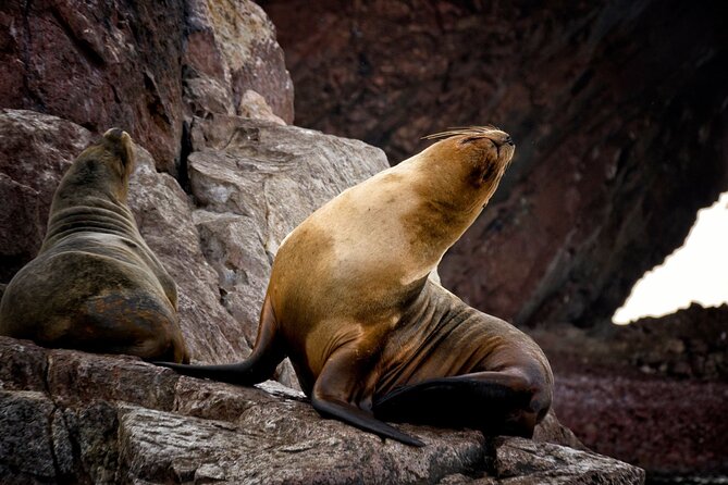 Morning: Ballestas Island tour from Paracas with entrances - The Complete Experience: A Closer Look at the Ballestas Islands Tour