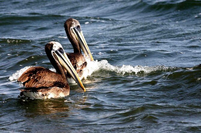 Morning: Ballestas Island tour from Paracas with entrances - An Authentic Adventure: Morning Ballestas Island Tour from Paracas