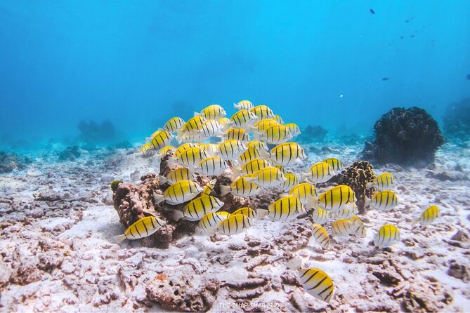 Similan Islands Tour by Speed Catamaran with Snorkeling and Meals - What Could Be Better?