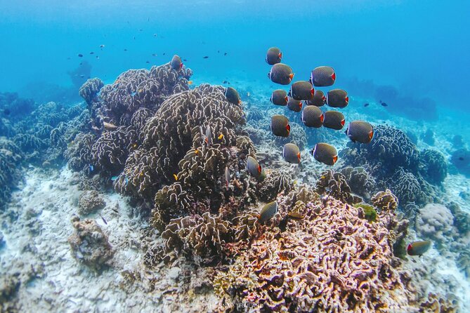 Similan Islands Tour by Speed Catamaran with Snorkeling and Meals - Final Thoughts: Who Is It For?