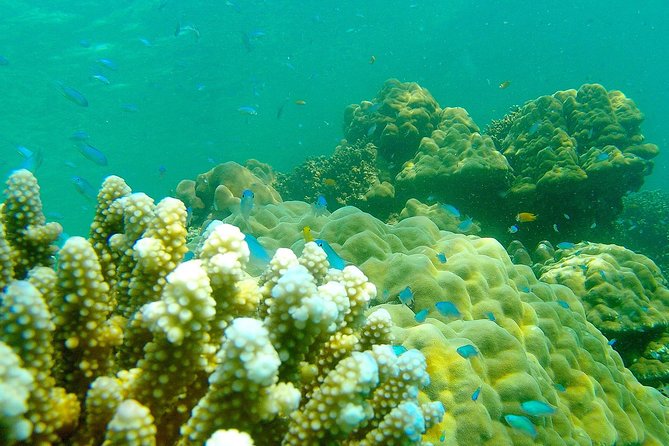 Private Surin Islands Longtail Boat Tour - Frequently Asked Questions