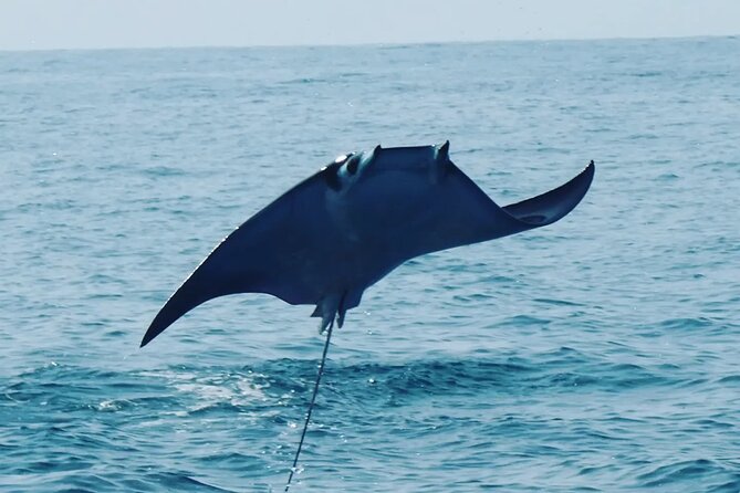 Dolphins,Turtles Watching - Key Points