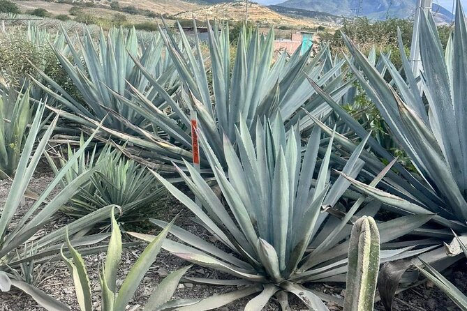 Oaxaca Day Trip Markets Hierve el Agua and Mezcal Tasting - Discovering Oaxaca from Puerto Escondido: A Full-Day Adventure