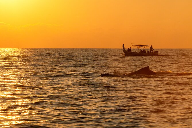 Private Dolphin and Turtle Tour Season - Who Should Consider This Tour?