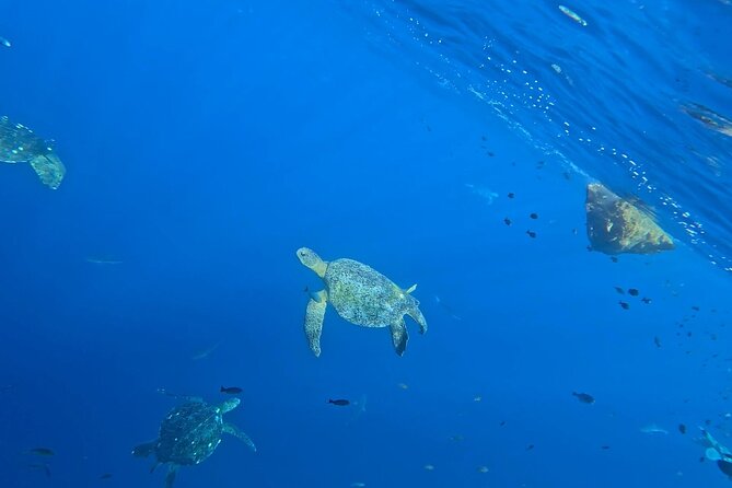 Private Dolphin and Turtle Tour Season - A Deep Dive into the Experience