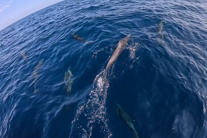 Private Dolphin and Turtle Tour Season - Frequently Asked Questions