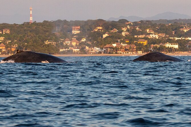 Private Tour of the Beaches of Puerto Escondido in Lancha - Who Will Love This Tour?