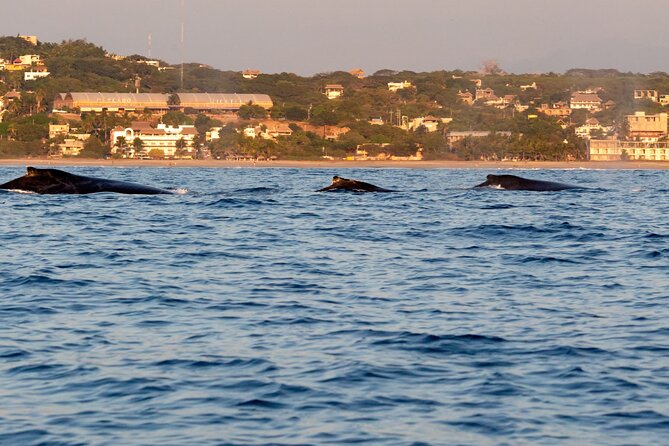 Private Tour of the Beaches of Puerto Escondido in Lancha - Final Thoughts: Is This Tour Right for You?