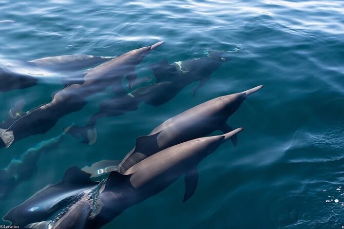 Puerto Escondido Dolphin and Whale Watching Adventure - A Deep Dive into the Puerto Escondido Dolphin and Whale Watching Tour