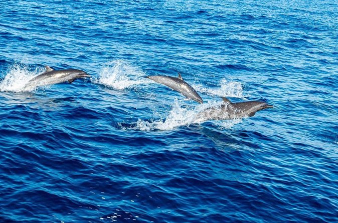 Puerto Escondido Dolphin and Whale Watching Adventure - Who Will Love This Tour?