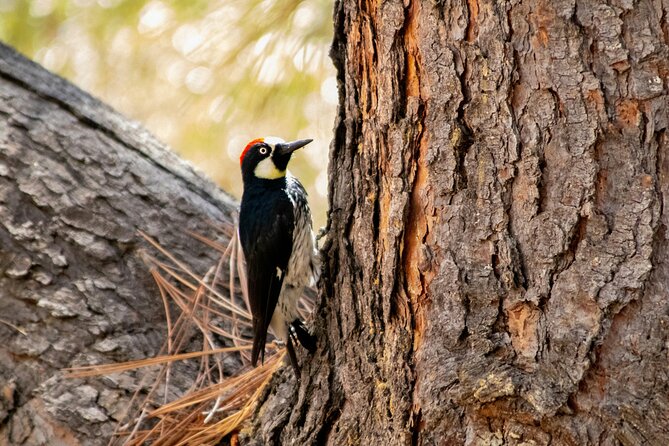 Avalon on Foot Self-Guided Audio Tour of Catalina Island - Zane Grey Pueblo Hotel: Hollywood’s Connection