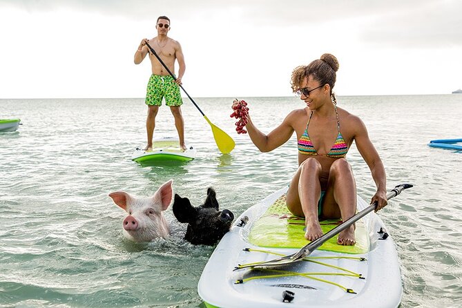 Swimming Pigs & ATV Tour - Key Points