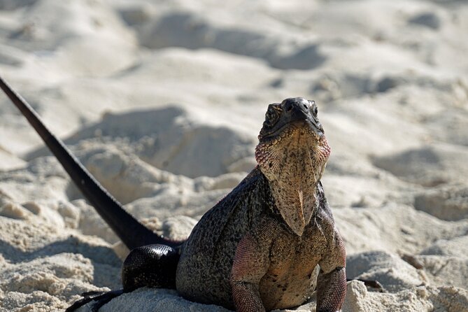 6 Hours Rose Island Tour with Snorkeling Experience and Lunch - Final Thoughts