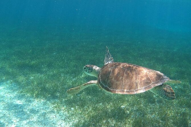 Beach Day Swim with Turtles and Pigs Excursion in Nassau - Key Points