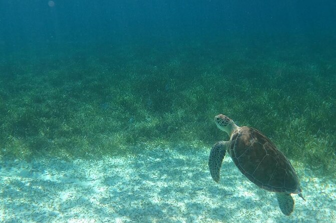 Beach Day Swim with Turtles and Pigs Excursion in Nassau - FAQ