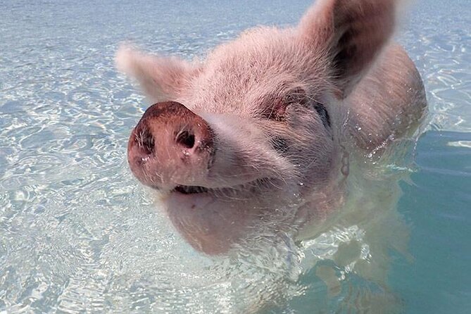 Beach Day Swim with Turtles and Pigs Excursion in Nassau - Beach Day Swim with Turtles and Pigs Excursion in Nassau