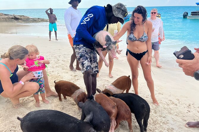 Rose Island Private Beach: Swimming with the Pigs - Why This Tour Offers Good Value