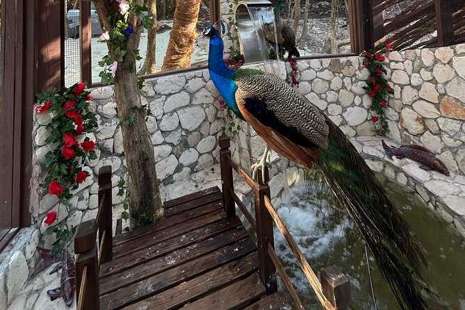 Rose Island Private Beach: Swimming with the Pigs - FAQ: Your Practical Questions Answered