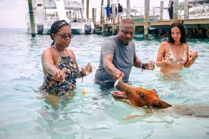 Swimming Pigs Of Rose Island Water Taxi Nassau Bahamas - Who Should Consider This Tour?