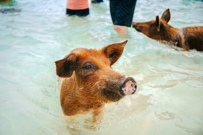 Swimming Pigs Of Rose Island Water Taxi Nassau Bahamas - FAQs