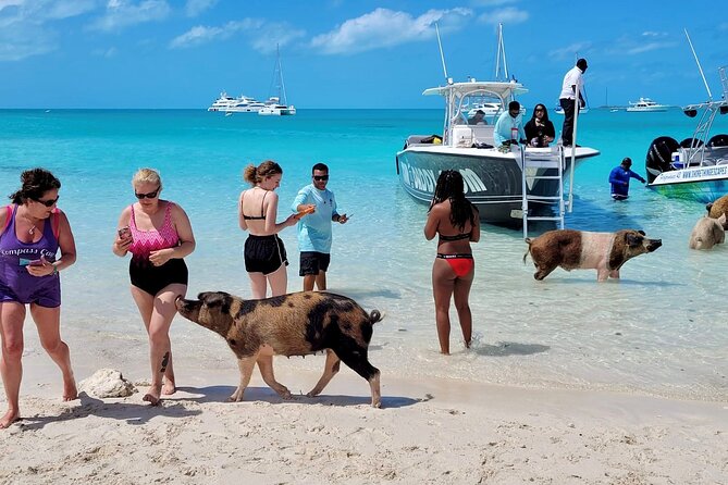 Exuma Full Day Swimming Pigs Group Boat Tour - Who Would Love This Tour?