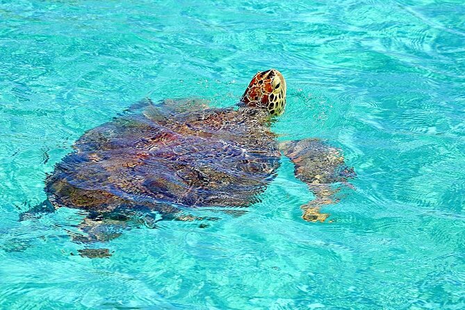 Rose Island Half-Day Snorkeling Cruise - Discover the Crystal Clear Waters of the Bahamas on the Rose Island Half-Day Snorkeling Cruise