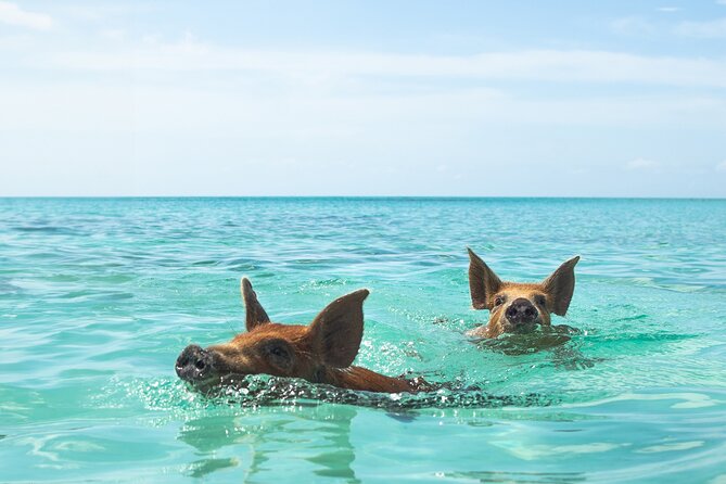 Swimming Pigs and Private Beach Club Escape - What Makes This Tour Stand Out?