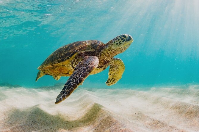 Private Sightseeing Tour in Nassau with Lunch - Analyzing the Value