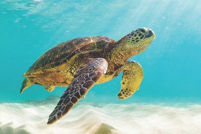 Powerboat and Snorkel Experience with Swimming Pigs and Turtles - Final Thoughts: Is This Adventure for You?