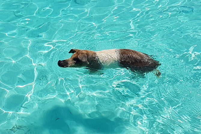 Powerboat and Snorkel Experience with Swimming Pigs and Turtles - An In-Depth Look at the Experience