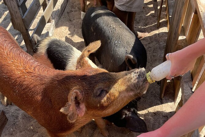 All Inclusive 4- Hours Private Charter - Final Thoughts