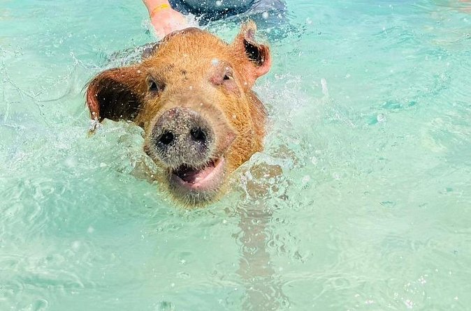 3 Island Beach Experience with Snorkel Turtle Encounters and Pig - The Detailed Breakdown of the 3 Island Beach Experience