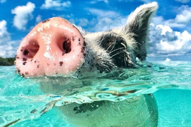3 Islands Tour, Swim with Pigs, Turtles, Snorkelling & lunch - Experience the Bahamas with the 3 Islands Tour, Swim with Pigs, Turtles, Snorkelling & Lunch