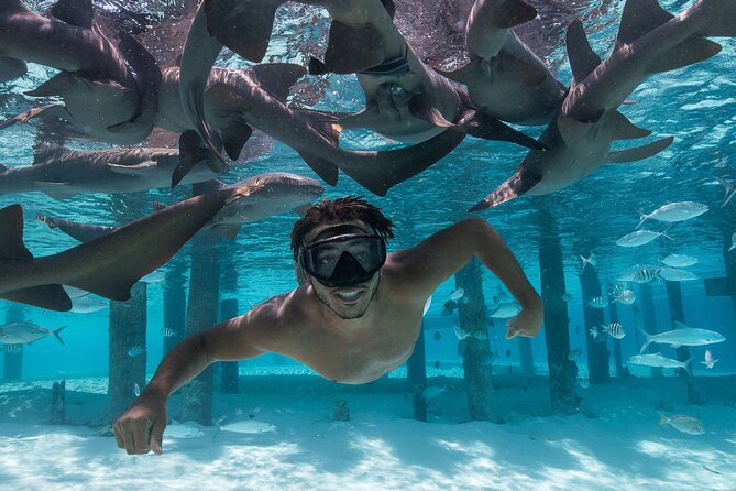 Experience The Exumas and the World Famous Swimming Pigs - Key Points