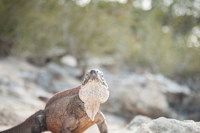 Experience The Exumas and the World Famous Swimming Pigs - Frequently Asked Questions