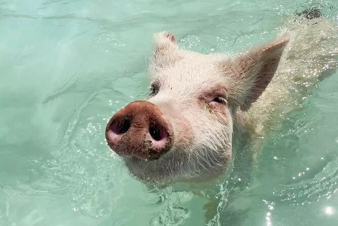 Experience The Exumas and the World Famous Swimming Pigs - Experience The Exumas and the World Famous Swimming Pigs: A Complete Guide