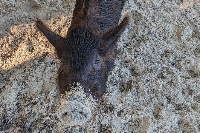 Experience The Eleutheras and Pink Sands Beach - Key Points