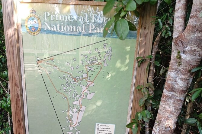 Guided Primeval Nature Walk Tour in Primeval Forest National Park - A Deep Dive into the Primeval Forest Tour