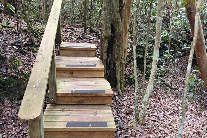 Guided Primeval Nature Walk Tour in Primeval Forest National Park - The Sum Up