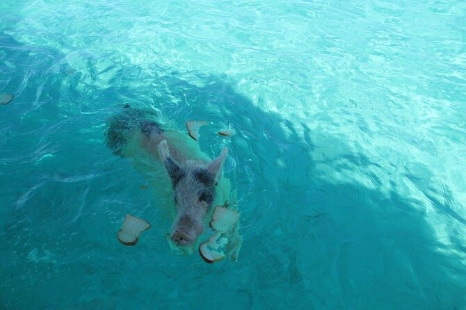 Turquoise Experience -Exuma Cays -Southern Exuma Private Charter - FAQ