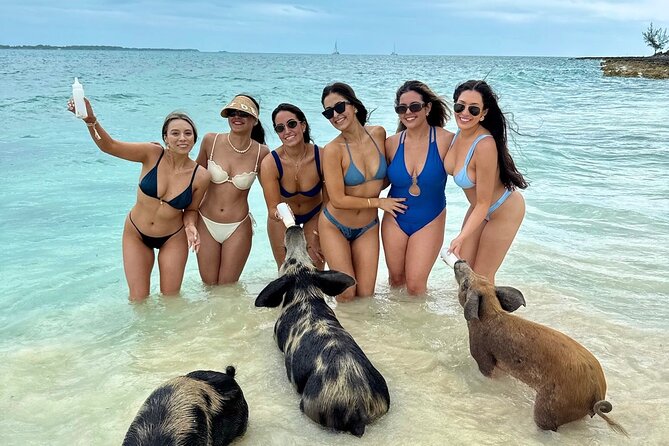 Swim with Famous Pigs at Rose Island - How the Tour Compares to Others