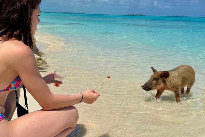 Fast Track Swimming Pigs Encounter - Return & Additional Sightseeing