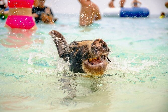 Piggy Splash Dash Of Rose Island Group Tour - Final Words