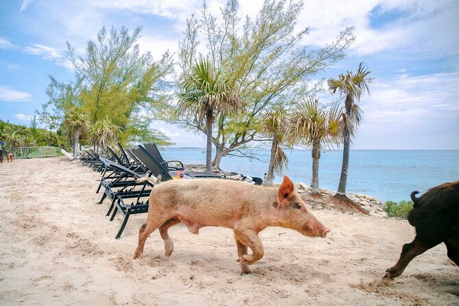 Piggy Splash Dash Of Rose Island Group Tour - Who Should Consider This Tour?