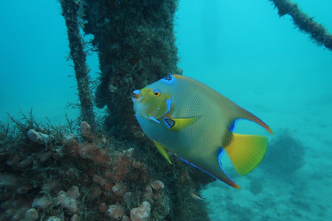 Luxury Snorkeling on Your Vacation Exclusively Private Guaranteed - The Bottom Line: Who Should Book This Tour?