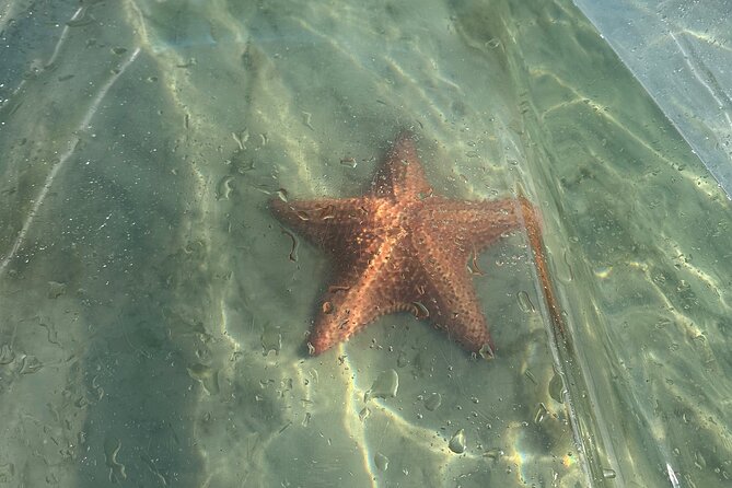 Clear Kayak Peanut Island Guided Tour Palm Beach Singer Island - A Closer Look at the Guided Kayak Tour Experience