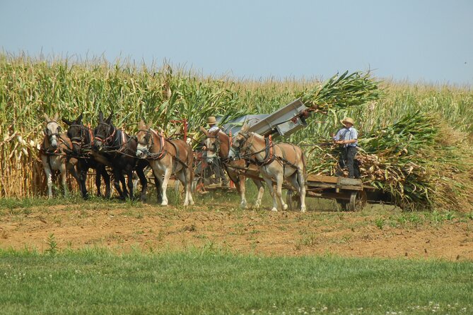 Amish Farmlands Tour - Who Is This Tour Best For?