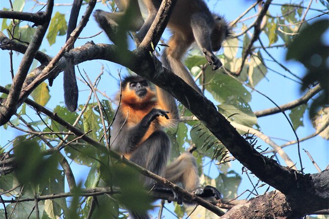Manas National Park Safari, Lunch with pick up from Guwahati - The Value of a Guided Safari