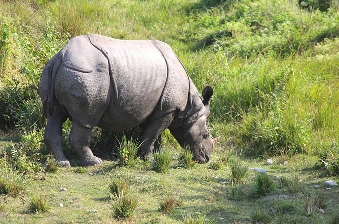 Manas National Park Safari, Lunch with pick up from Guwahati - Final Thoughts